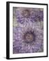 Ultraviolet-Collezione Botanica-Framed Giclee Print