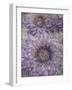 Ultraviolet-Collezione Botanica-Framed Giclee Print