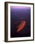 Uluru (Ayers Rock) at Sunrise, Aerial Image-null-Framed Photographic Print