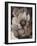 Umber Flower II-Tim O'toole-Framed Giclee Print