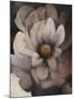 Umber Flower II-Tim O'toole-Mounted Giclee Print