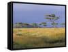 Umbrella Acacia Trees, Masai Mara, Kenya, East Africa, Africa-Robert Harding-Framed Stretched Canvas