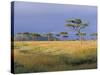 Umbrella Acacia Trees, Masai Mara, Kenya, East Africa, Africa-Robert Harding-Stretched Canvas