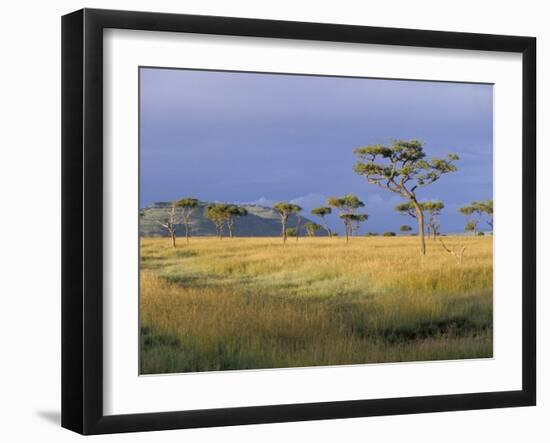 Umbrella Acacia Trees, Masai Mara, Kenya, East Africa, Africa-Robert Harding-Framed Photographic Print