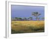 Umbrella Acacia Trees, Masai Mara, Kenya, East Africa, Africa-Robert Harding-Framed Photographic Print