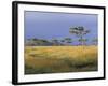 Umbrella Acacia Trees, Masai Mara, Kenya, East Africa, Africa-Robert Harding-Framed Photographic Print