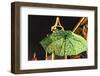 Umbrella at the Oktoberfest-Christine Meder stage-art.de-Framed Photographic Print