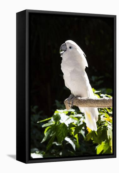 Umbrella Cockatoo (Cacatua Alba)-Lynn M^ Stone-Framed Stretched Canvas