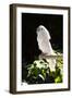 Umbrella Cockatoo (Cacatua Alba)-Lynn M^ Stone-Framed Premium Photographic Print