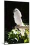 Umbrella Cockatoo (Cacatua Alba)-Lynn M^ Stone-Mounted Premium Photographic Print