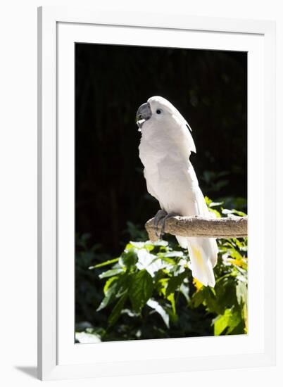 Umbrella Cockatoo (Cacatua Alba)-Lynn M^ Stone-Framed Premium Photographic Print