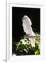 Umbrella Cockatoo (Cacatua Alba)-Lynn M^ Stone-Framed Premium Photographic Print