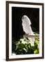 Umbrella Cockatoo (Cacatua Alba)-Lynn M^ Stone-Framed Premium Photographic Print