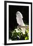 Umbrella Cockatoo (Cacatua Alba)-Lynn M^ Stone-Framed Premium Photographic Print