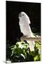 Umbrella Cockatoo (Cacatua Alba)-Lynn M^ Stone-Mounted Premium Photographic Print