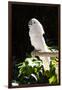 Umbrella Cockatoo (Cacatua Alba)-Lynn M^ Stone-Framed Premium Photographic Print