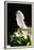 Umbrella Cockatoo (Cacatua Alba)-Lynn M^ Stone-Framed Premium Photographic Print