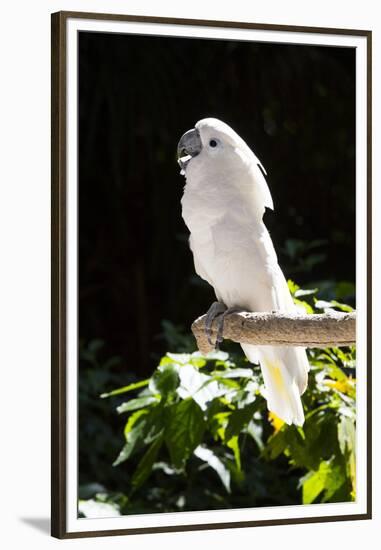 Umbrella Cockatoo (Cacatua Alba)-Lynn M^ Stone-Framed Premium Photographic Print