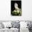 Umbrella Cockatoo (Cacatua Alba)-Lynn M^ Stone-Mounted Premium Photographic Print displayed on a wall