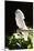Umbrella Cockatoo (Cacatua Alba)-Lynn M^ Stone-Mounted Premium Photographic Print