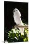 Umbrella Cockatoo (Cacatua Alba)-Lynn M^ Stone-Stretched Canvas