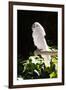 Umbrella Cockatoo (Cacatua Alba)-Lynn M^ Stone-Framed Photographic Print