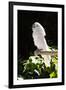 Umbrella Cockatoo (Cacatua Alba)-Lynn M^ Stone-Framed Photographic Print