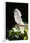 Umbrella Cockatoo (Cacatua Alba)-Lynn M^ Stone-Framed Photographic Print