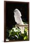 Umbrella Cockatoo (Cacatua Alba)-Lynn M^ Stone-Framed Photographic Print