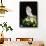 Umbrella Cockatoo (Cacatua Alba)-Lynn M^ Stone-Framed Photographic Print displayed on a wall