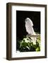 Umbrella Cockatoo (Cacatua Alba)-Lynn M^ Stone-Framed Photographic Print