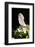 Umbrella Cockatoo (Cacatua Alba)-Lynn M^ Stone-Framed Photographic Print