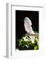 Umbrella Cockatoo (Cacatua Alba)-Lynn M^ Stone-Framed Photographic Print