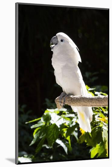 Umbrella Cockatoo (Cacatua Alba)-Lynn M^ Stone-Mounted Photographic Print