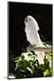 Umbrella Cockatoo (Cacatua Alba)-Lynn M^ Stone-Mounted Photographic Print