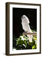 Umbrella Cockatoo (Cacatua Alba)-Lynn M^ Stone-Framed Photographic Print