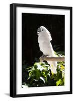 Umbrella Cockatoo (Cacatua Alba)-Lynn M^ Stone-Framed Photographic Print