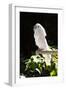 Umbrella Cockatoo (Cacatua Alba)-Lynn M^ Stone-Framed Photographic Print