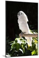 Umbrella Cockatoo (Cacatua Alba)-Lynn M^ Stone-Mounted Photographic Print