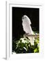 Umbrella Cockatoo (Cacatua Alba)-Lynn M^ Stone-Framed Photographic Print