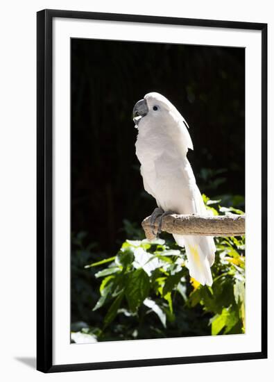 Umbrella Cockatoo (Cacatua Alba)-Lynn M^ Stone-Framed Photographic Print