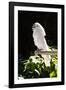 Umbrella Cockatoo (Cacatua Alba)-Lynn M^ Stone-Framed Photographic Print