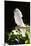 Umbrella Cockatoo (Cacatua Alba)-Lynn M^ Stone-Mounted Photographic Print