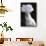 Umbrella Cockatoo (Cadatua Alba)-Lynn M^ Stone-Mounted Premium Photographic Print displayed on a wall