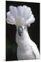 Umbrella Cockatoo (Cadatua Alba)-Lynn M^ Stone-Mounted Premium Photographic Print