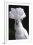 Umbrella Cockatoo (Cadatua Alba)-Lynn M^ Stone-Framed Photographic Print