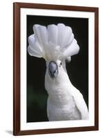 Umbrella Cockatoo (Cadatua Alba)-Lynn M^ Stone-Framed Photographic Print