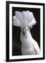 Umbrella Cockatoo (Cadatua Alba)-Lynn M^ Stone-Framed Photographic Print