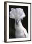 Umbrella Cockatoo (Cadatua Alba)-Lynn M^ Stone-Framed Photographic Print