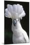 Umbrella Cockatoo (Cadatua Alba)-Lynn M^ Stone-Mounted Photographic Print
